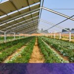 EU backs new project that combines solar power with agriculture